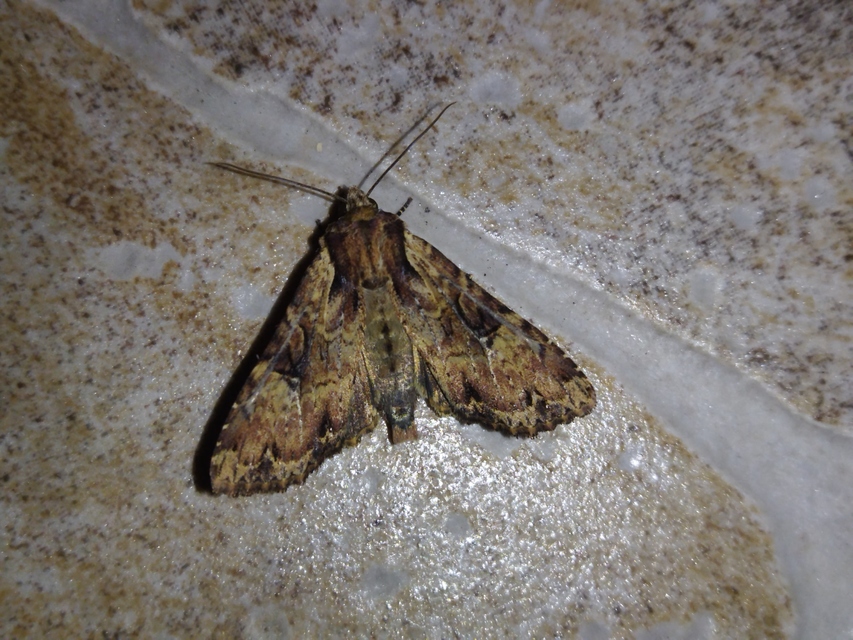 Apamea epomidion - vörösbarna dudvabagoly