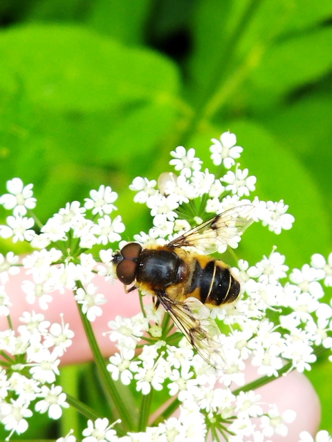 Eristalis