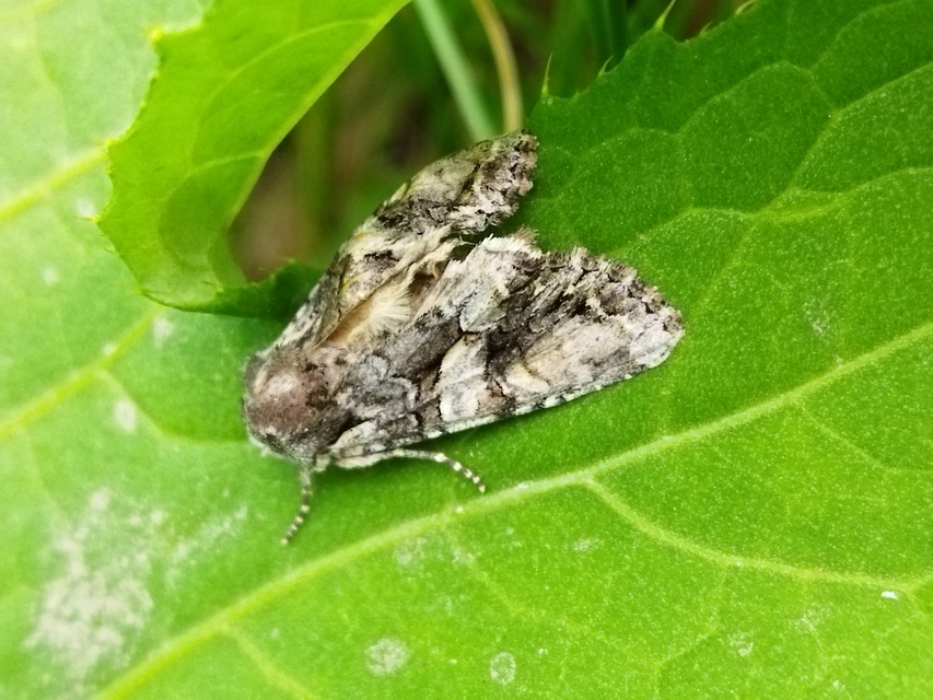 Lacanobia contigua - hamuszürke kertibagoly