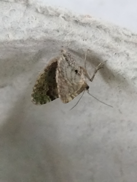 Chloroclystis v-ata - zöldes törpearaszoló