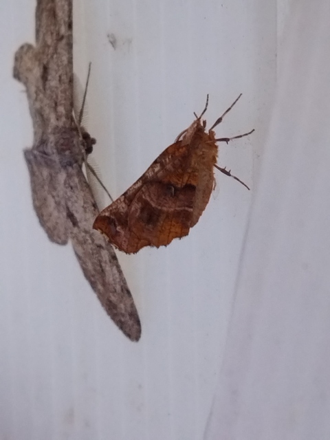 Selenia dentaria - kétfoltos holdasaraszoló