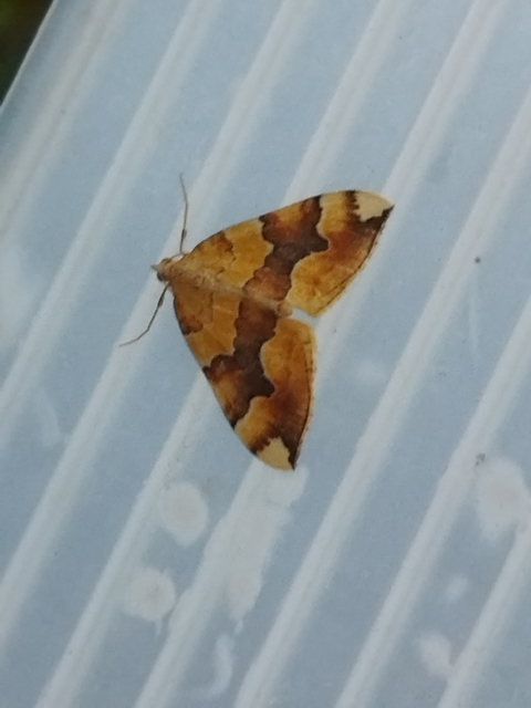 Cidaria fulvata - rózsaaraszoló