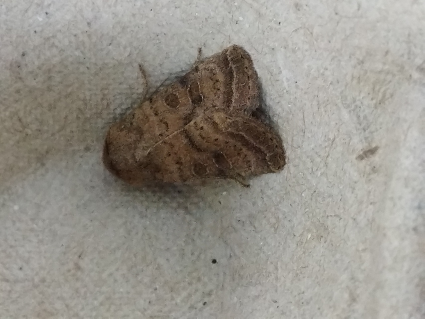 Hoplodrina octogenaria - barna selymesbagoly
