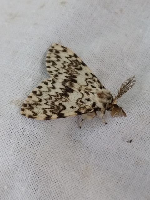 Lymantria monacha - apácalepke