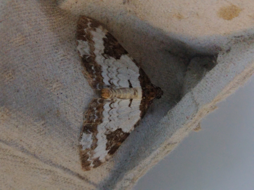 Melanthia procellata - hullámos tarkaaraszoló