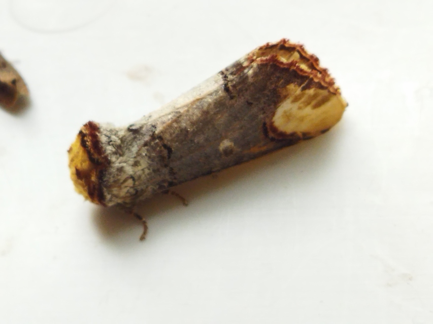 Phalera bucephala - sárgafoltos púposszövő