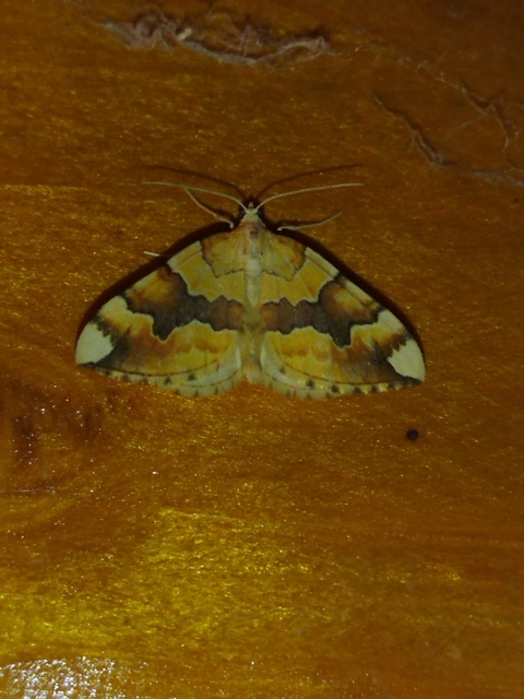 Cidaria fulvata - rózsaaraszoló