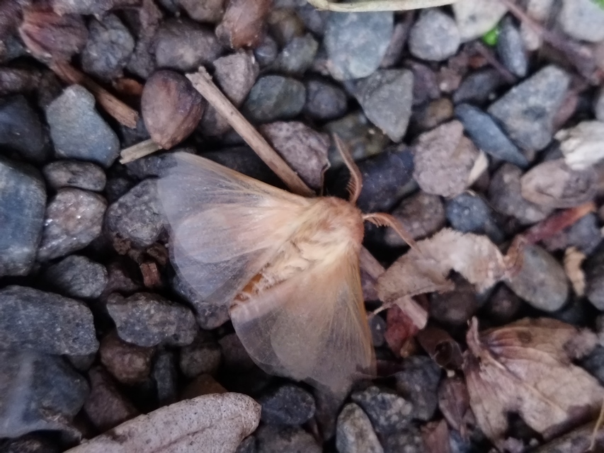 Malacosoma neustria - gyűrűsszövő