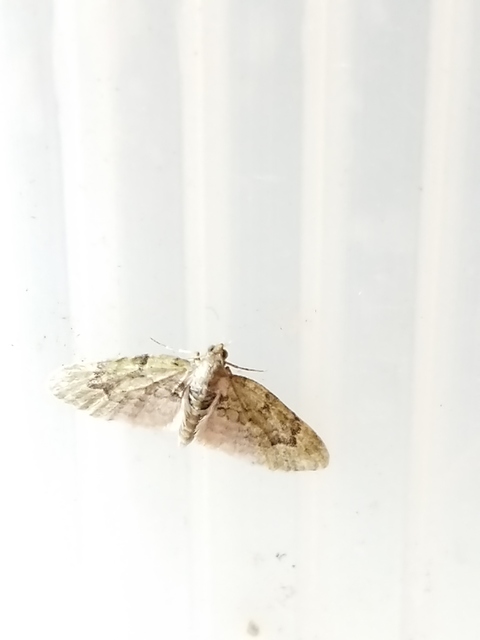 Chloroclystis v-ata - zöldes törpearaszoló