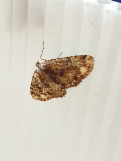 Parectropis similaria - barna zuzmóaraszoló