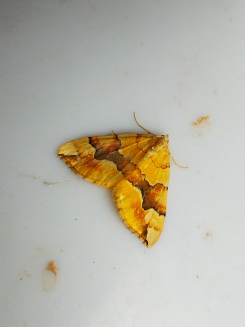 Cidaria fulvata - rózsaaraszoló