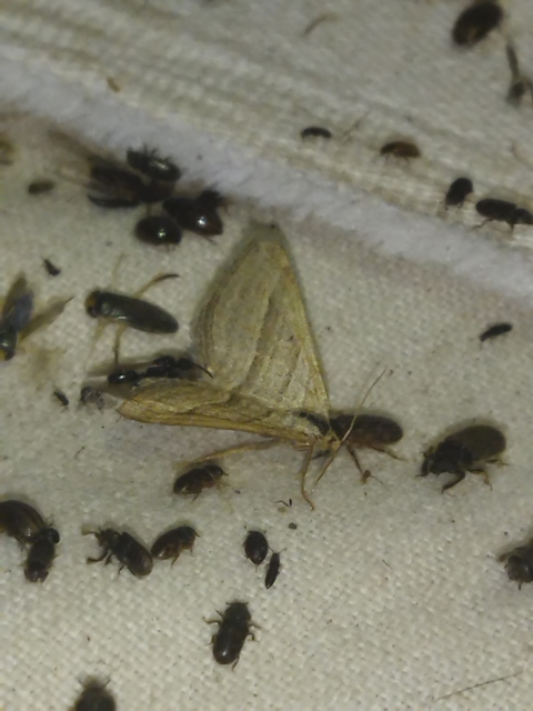 Phibalapteryx virgata - szürke galajaraszoló