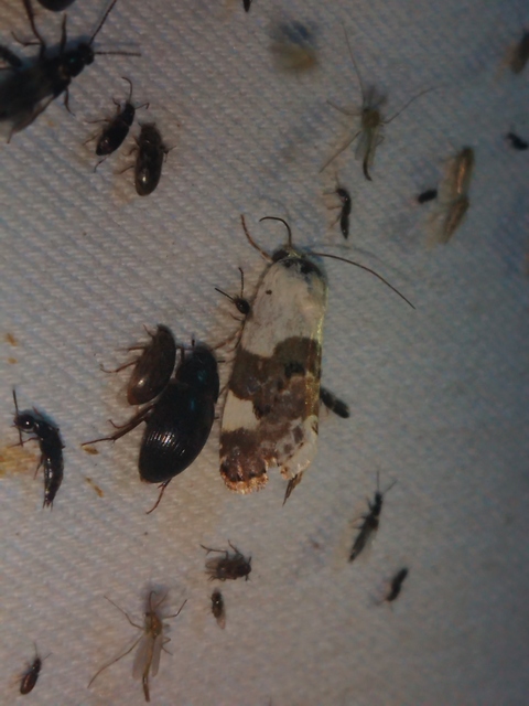 Acontia lucida - fehér nappalibagoly