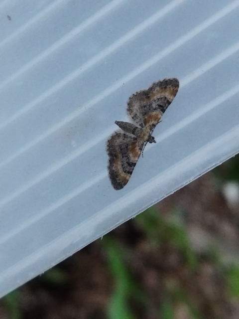 Eupithecia pyreneata - vörössávos törpearaszoló