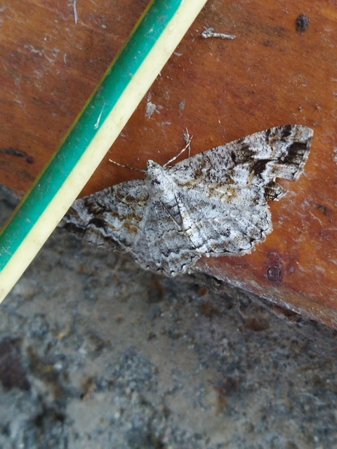 Alcis repandata - foltos faaraszoló