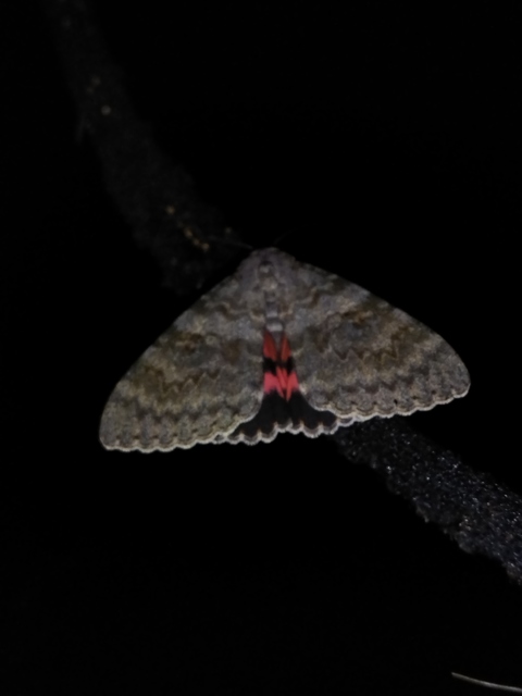 Catocala elocata - közönséges övesbagoly