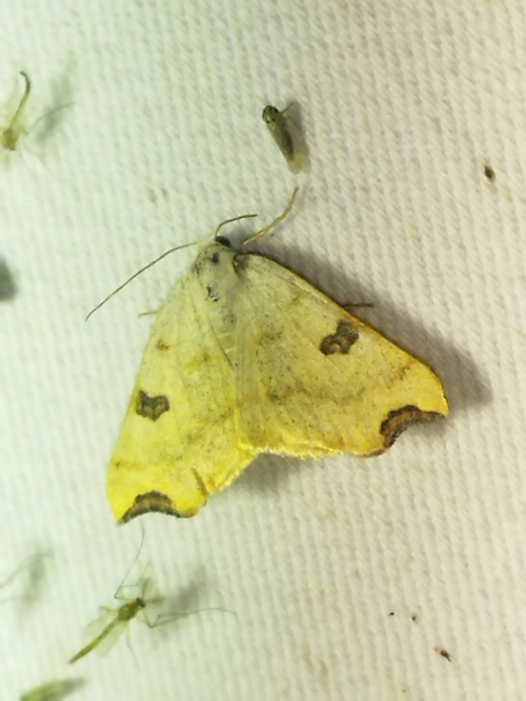 Eilicrinia cordiaria - fehér fűzfaaraszoló