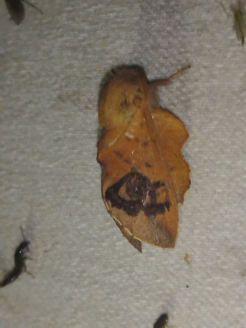 Phyllodesma tremulifolia - nyárlevélpohók