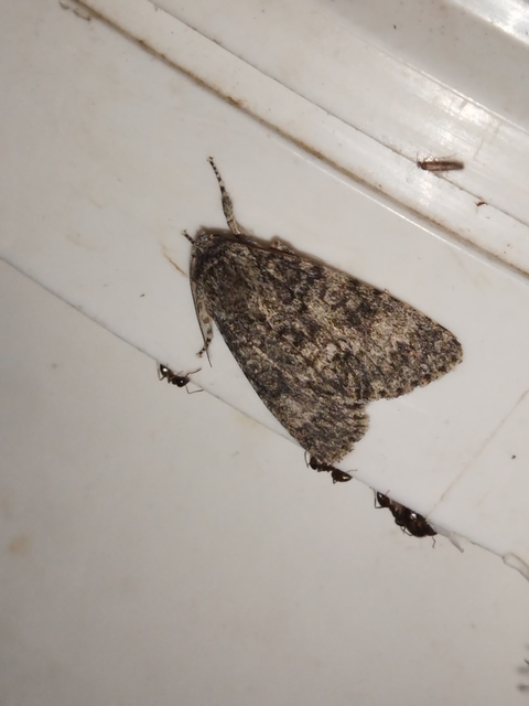 Acronicta megacephala - nagyfejű szigonyosbagoly