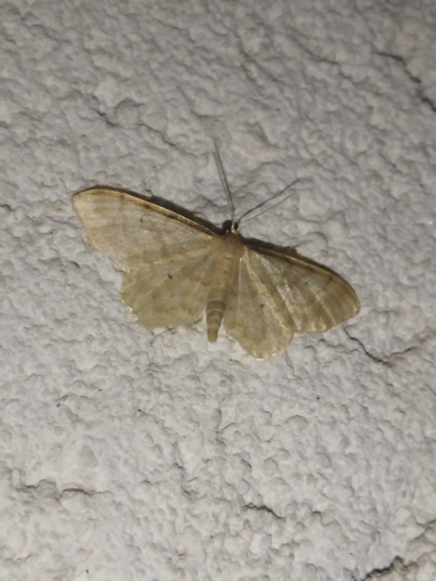 Idaea fuscovenosa - szürkeszélű apróaraszoló