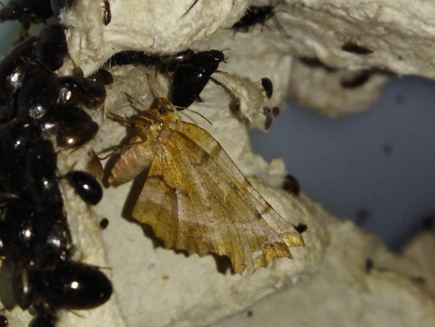 Selenia dentaria - kétfoltos holdasaraszoló