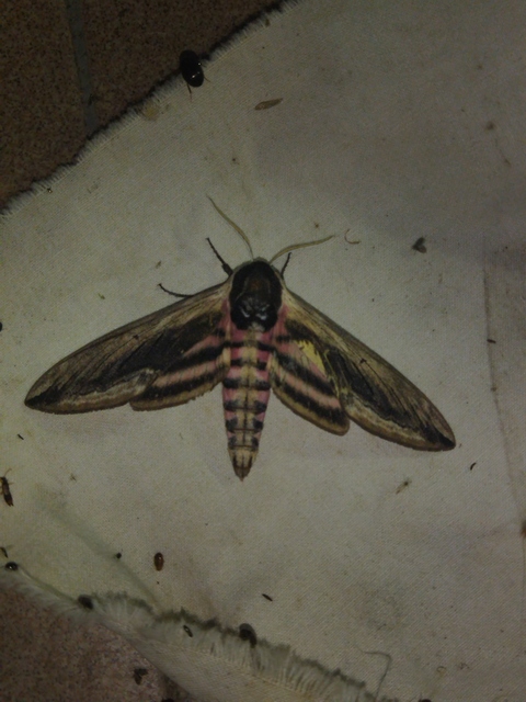 Sphinx ligustri - fagyalszender
