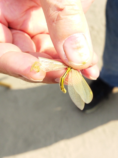 Myrmecaelurus trigrammus - hangyafarkas