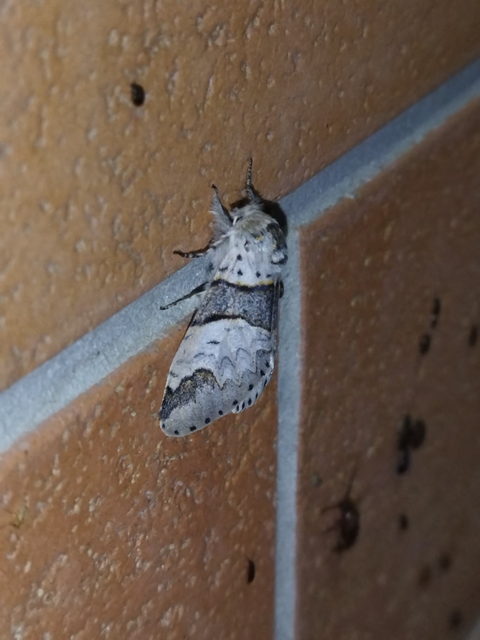 Furcula bifida - kis púposszövő