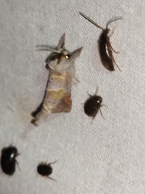 Clostera pigra - apró levélszövő