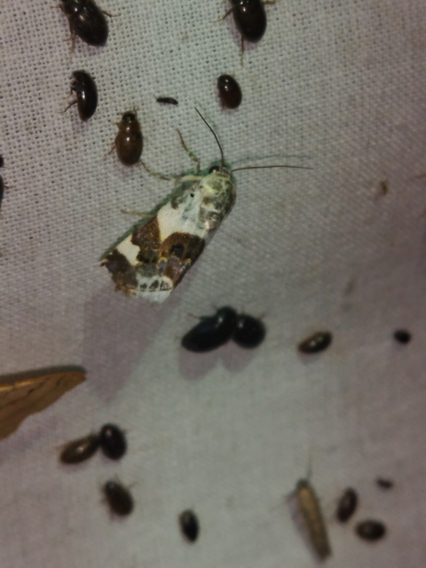 Acontia lucida - fehér nappalibagoly
