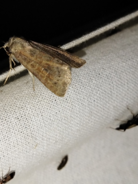 Parastichtis suspecta - sötét erdeibagoly