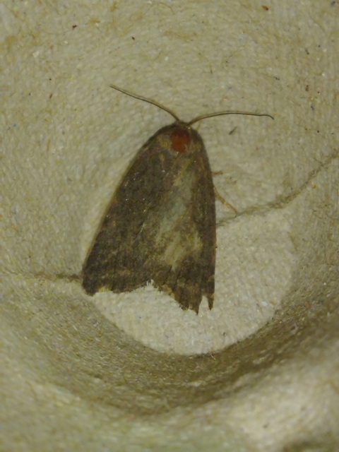 Acosmetia caliginosa - imolabagoly