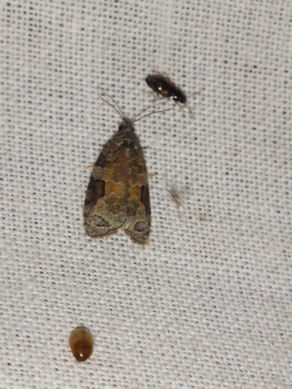 Apotomis semifasciana - fűzrügysodró tükrösmoly