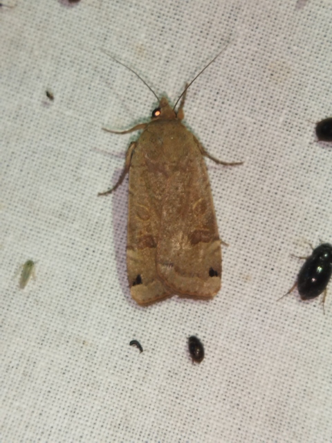 Noctua orbona - foltos sárgafűbagoly