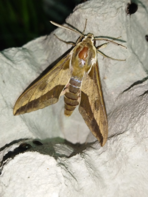 Hyles euphorbiae - kutyatejszender