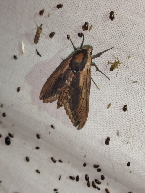 Sphinx ligustri - fagyalszender