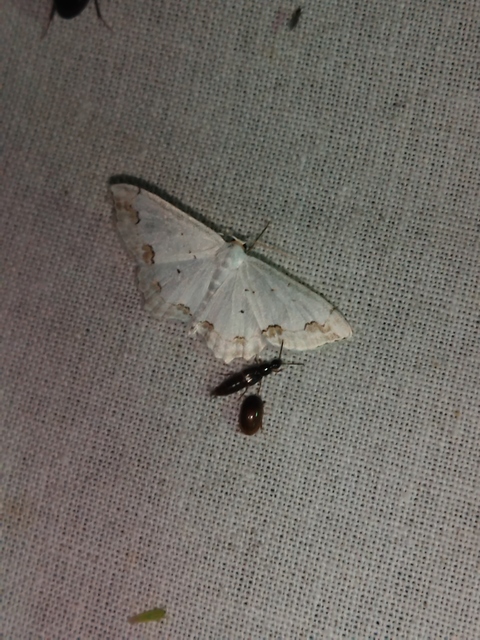 Scopula ornata - díszes fehéraraszoló