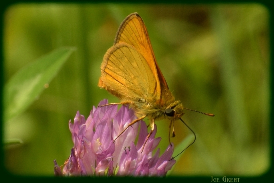 Ochlodes sylvanus - erdei busalepke