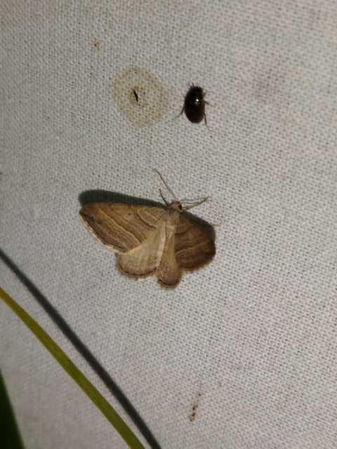Phibalapteryx virgata - szürke galajaraszoló