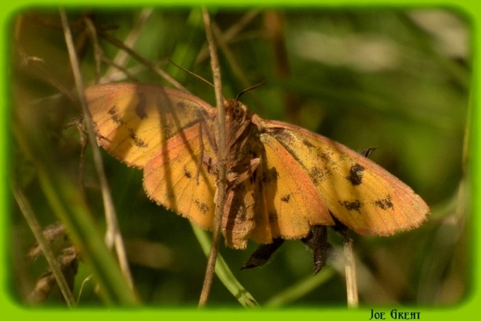 Diacrisia sannio - vörösszélű medvelepke