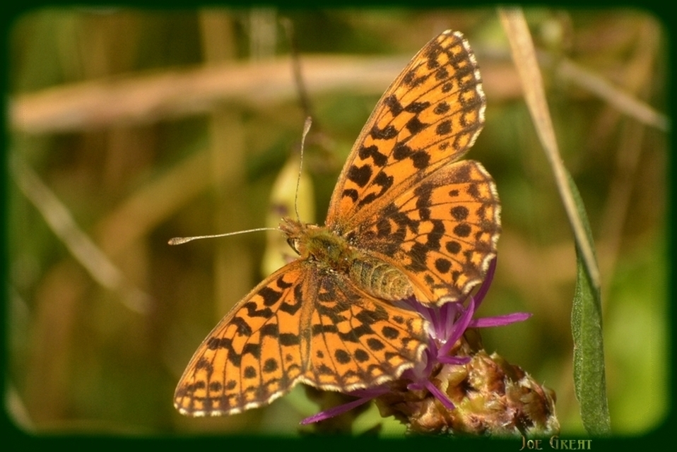 Boloria dia - kis gyöngyházlepke