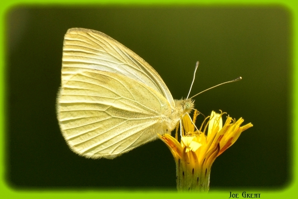 Pieris rapae - répalepke