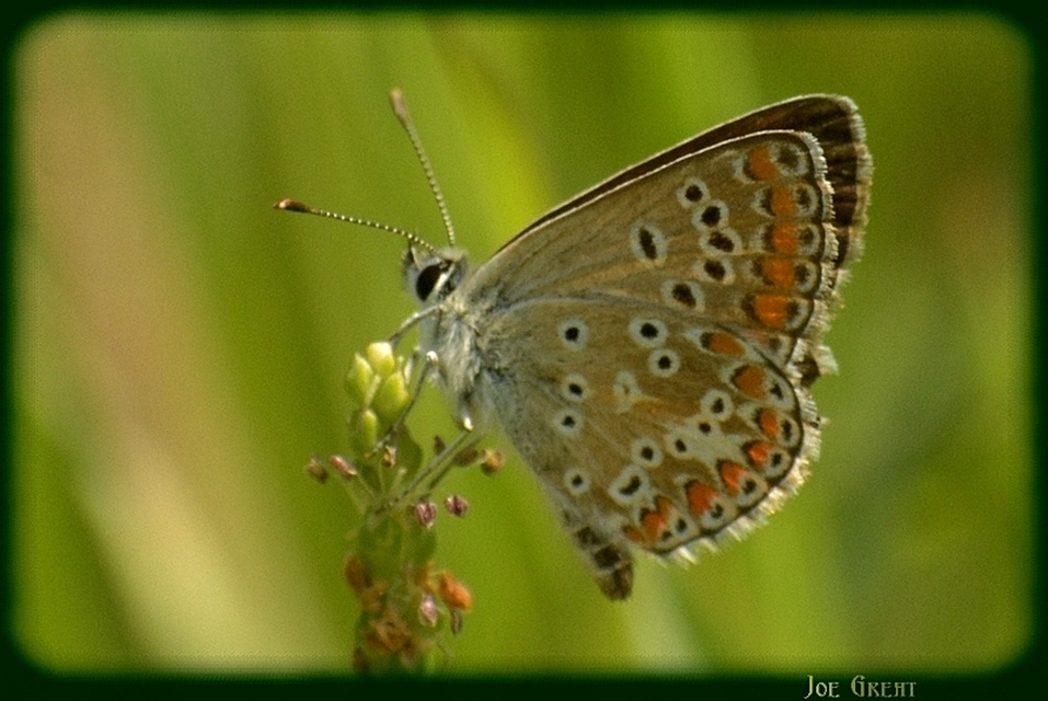 Aricia agestis - szerecsenboglárka
