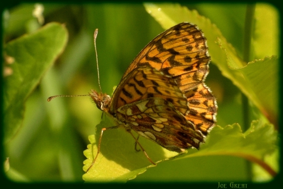 Boloria dia - kis gyöngyházlepke