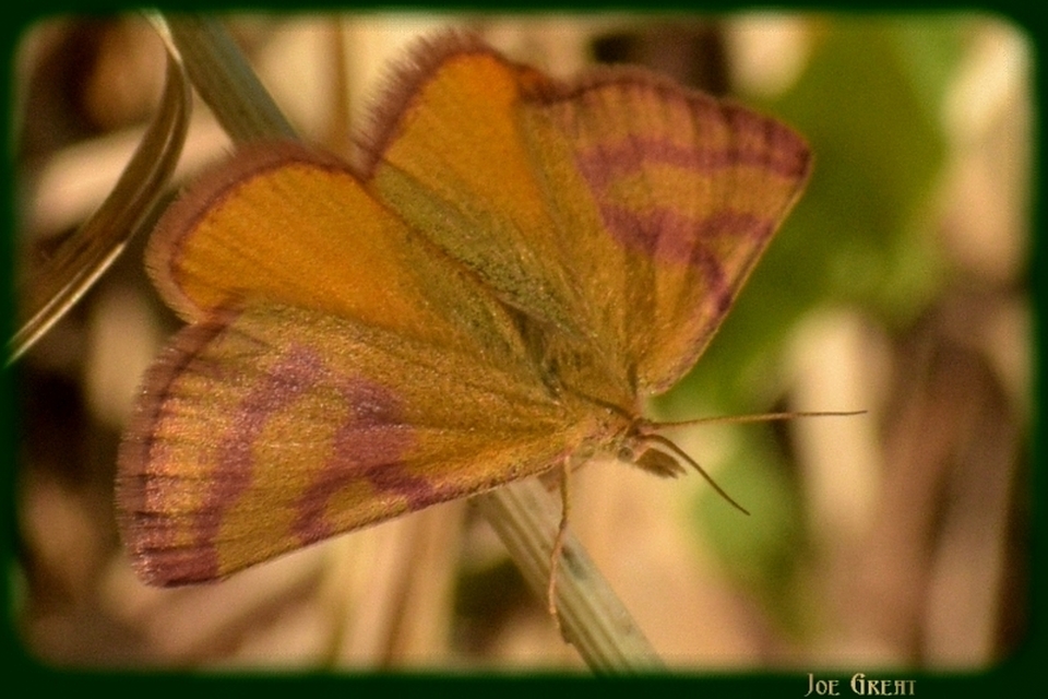Lythria purpuraria - bíborsávos araszoló