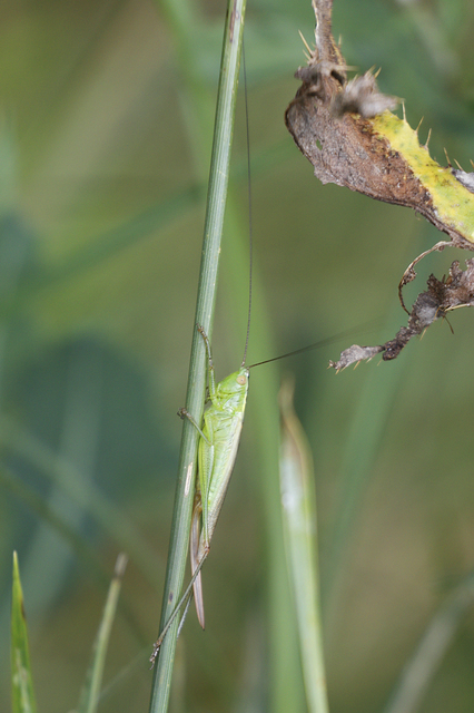 Conocephalus fuscus - kis kúpfejűszöcske