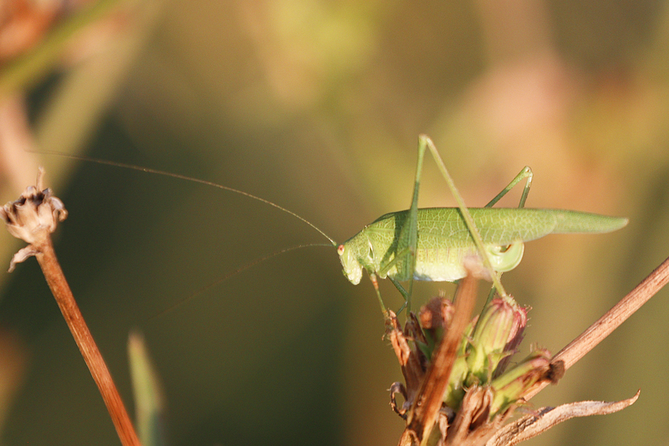 Phaneroptera nana - pontozott repülőszöcske