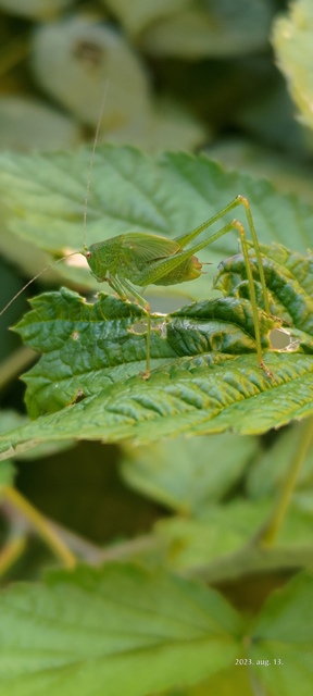 Phaneroptera nana - pontozott repülőszöcske