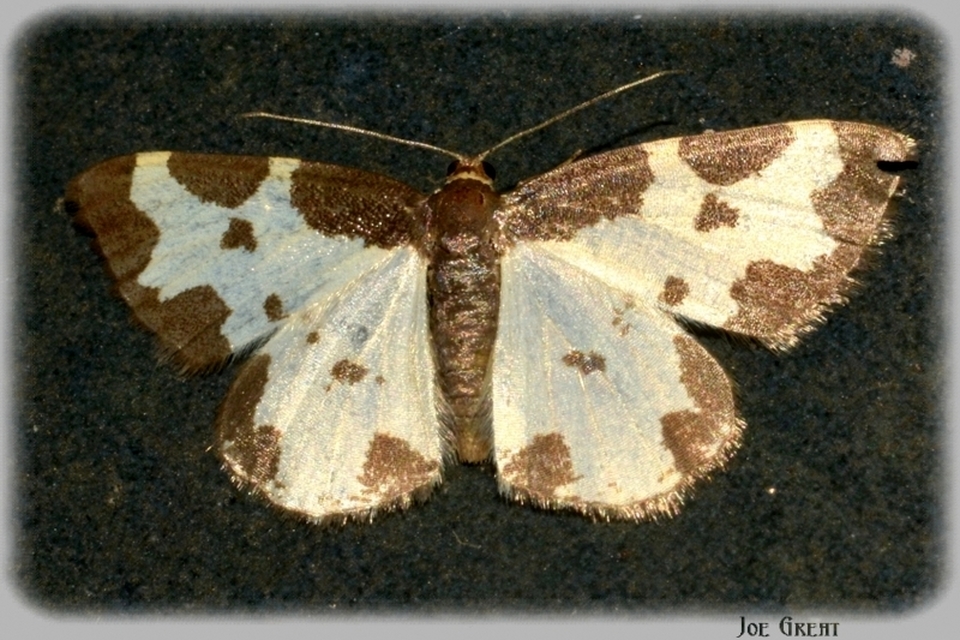 Lomaspilis marginata - szegélyes nyárfaaraszoló