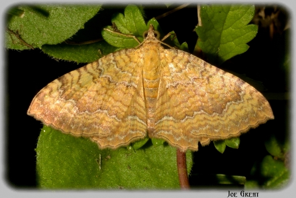 Camptogramma bilineata - kétvonalas sávosaraszoló